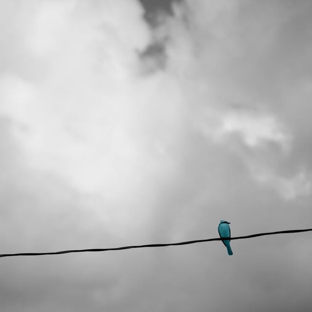 Transparent Signal