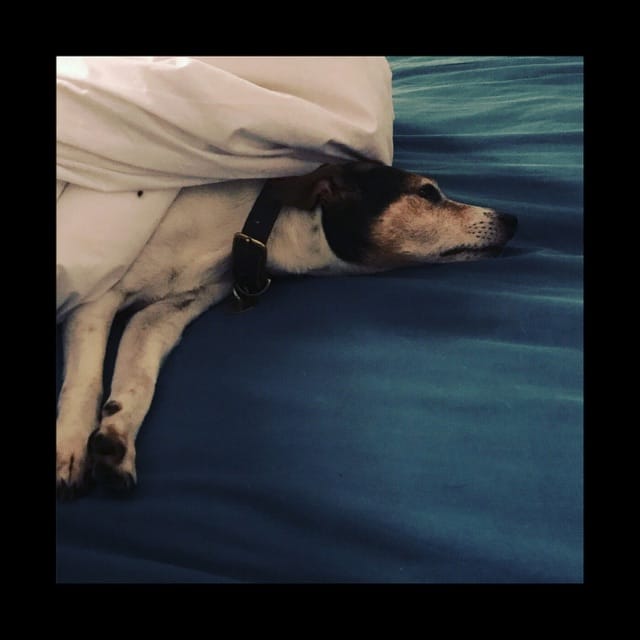 Old Dog, New Tricks - EP