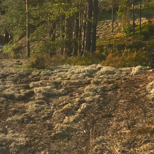 Midnight Sun 5 B