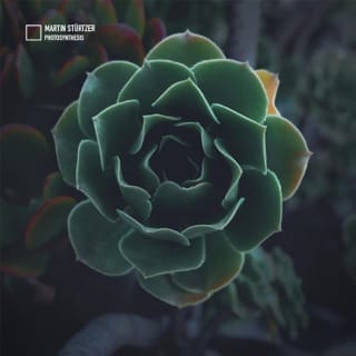 Photosynthesis