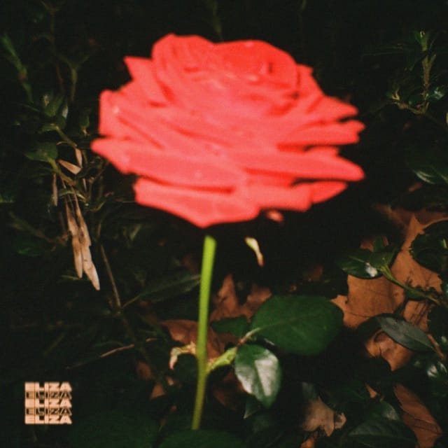 Midnight Rose - Single