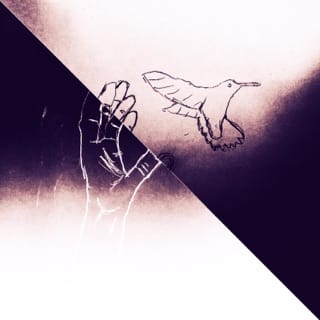 Hummingbird Songs