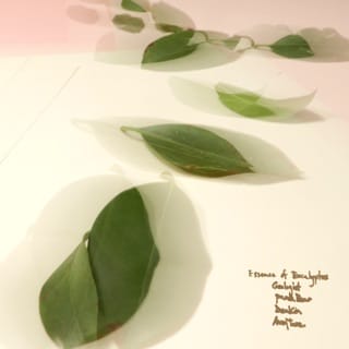 Essence of Eucalyptus - EP