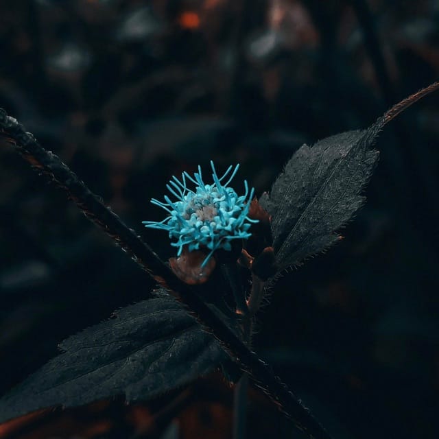 a drop of hope - Single
