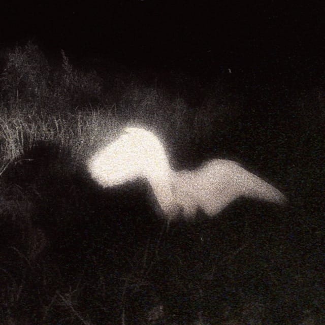 Rotten Angel - Single