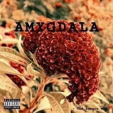Amygdala