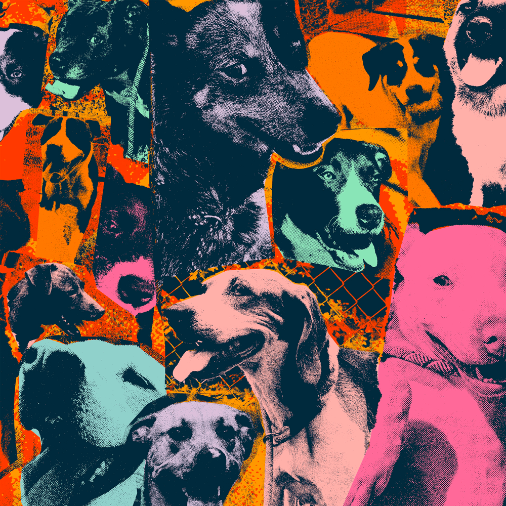 The Dogs of Hope
