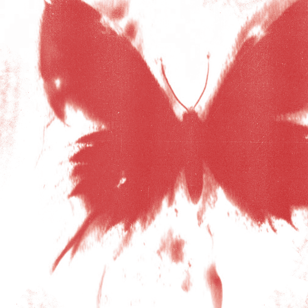 WHERE DID ALL THE BUTTERFLIES GO?
