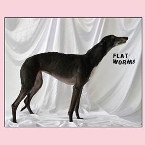 Flat Worms