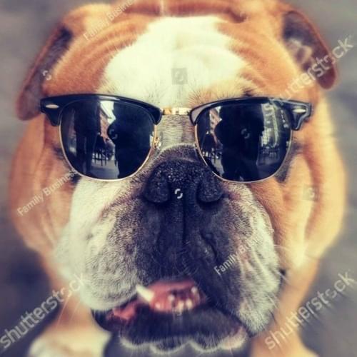 blimeydog