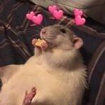 RATTOBOYS