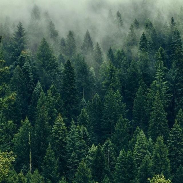 Forest - Single