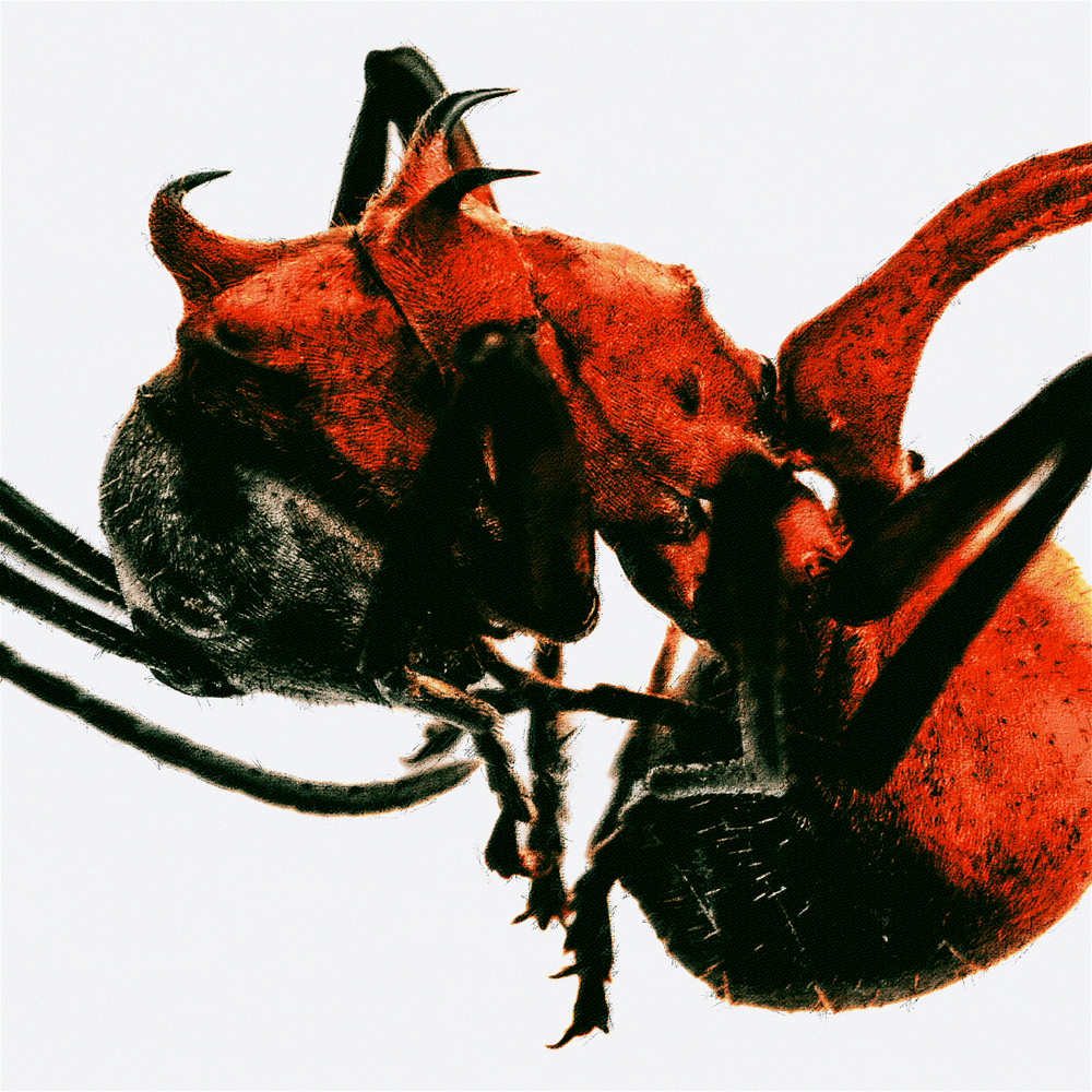 개미 (ANT)