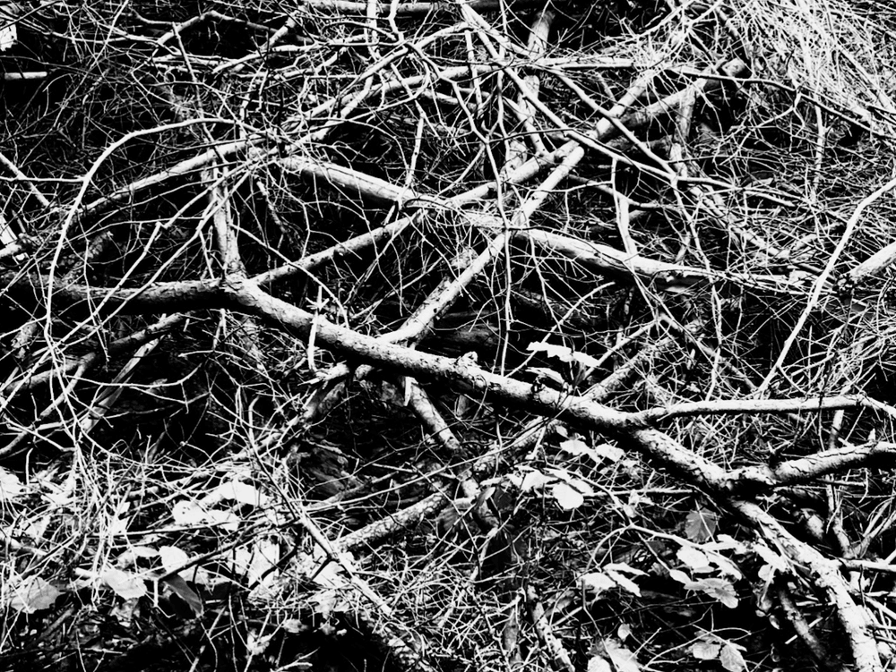 Bind by Root, Bind by Branch