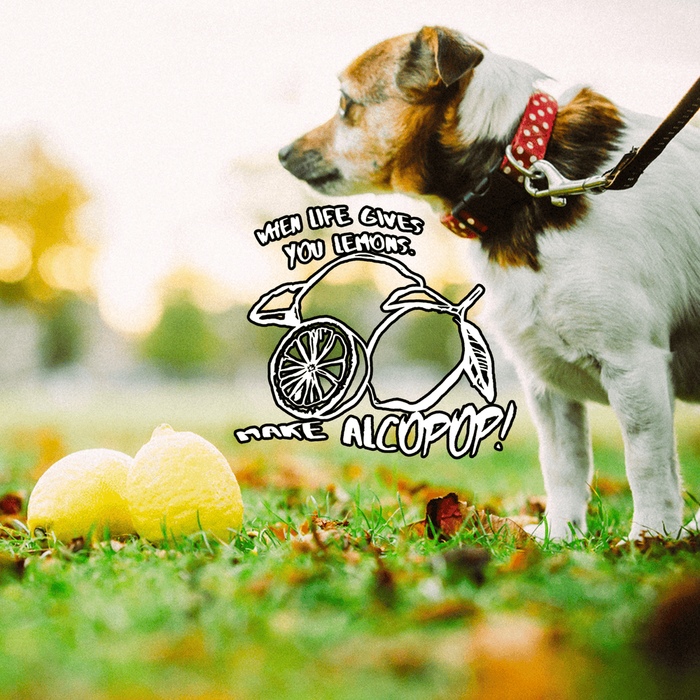  When Life Gives You Lemons... The Alcopop! Records Class of 2017/18 