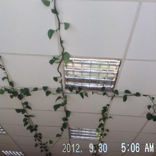 Plastic Flowers