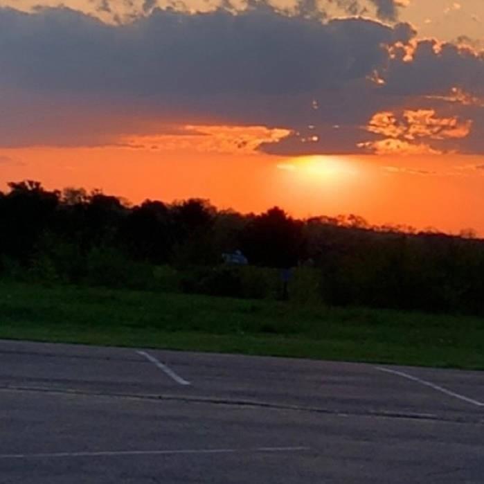 Jersey Giant / Yellow