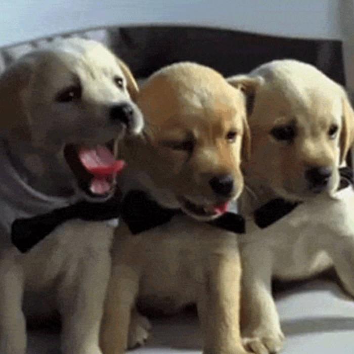 claire cottrill / brady / corduroy pocket