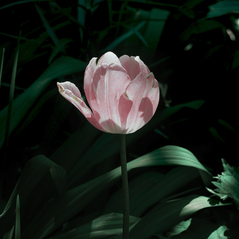 개화 (開花) (Flowering)