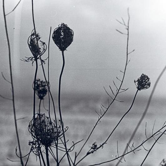 Placid