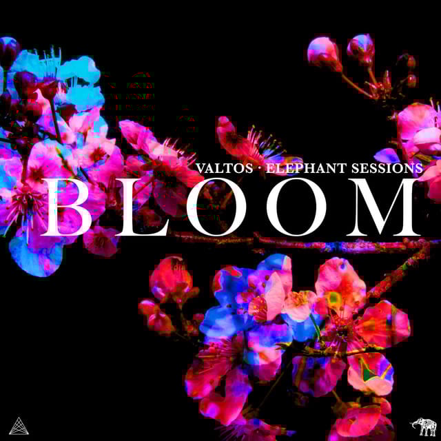 Bloom