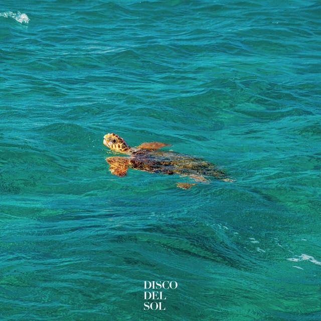 Turtles in The Ocean