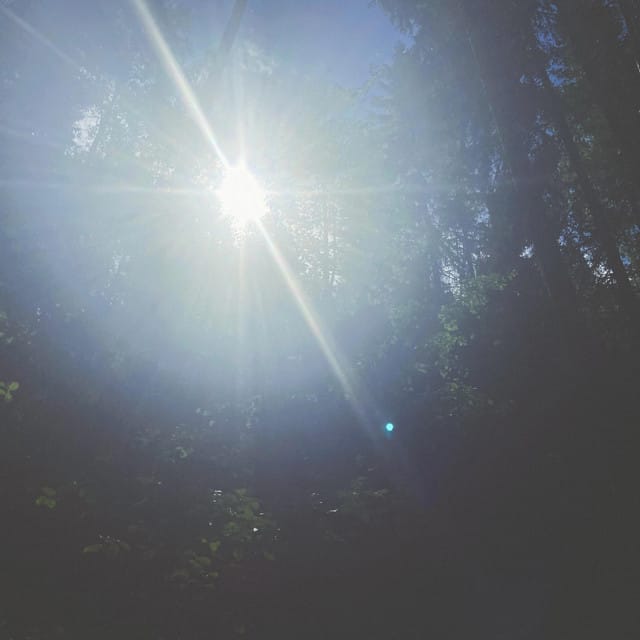 awakening forest