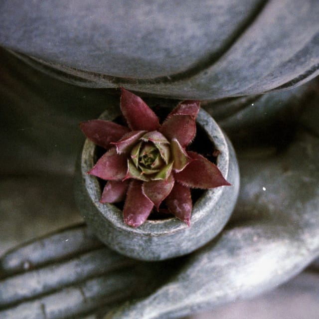 Healing Flowers - Single