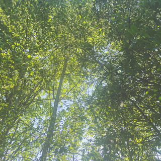summer day in a forest