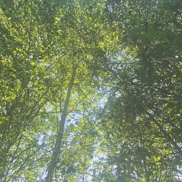 summer day in a forest