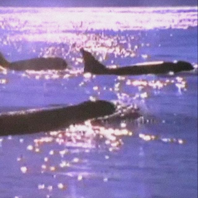 Dolphins in the rain - Single