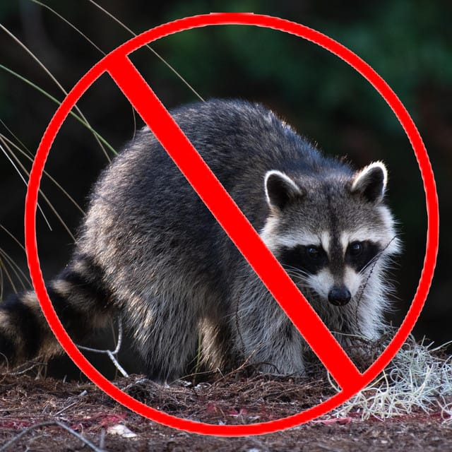Raccoon Repellent