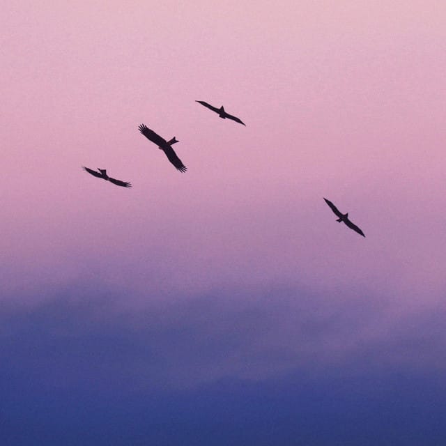 September Birds - Single
