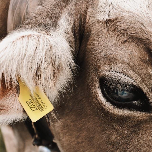 COW