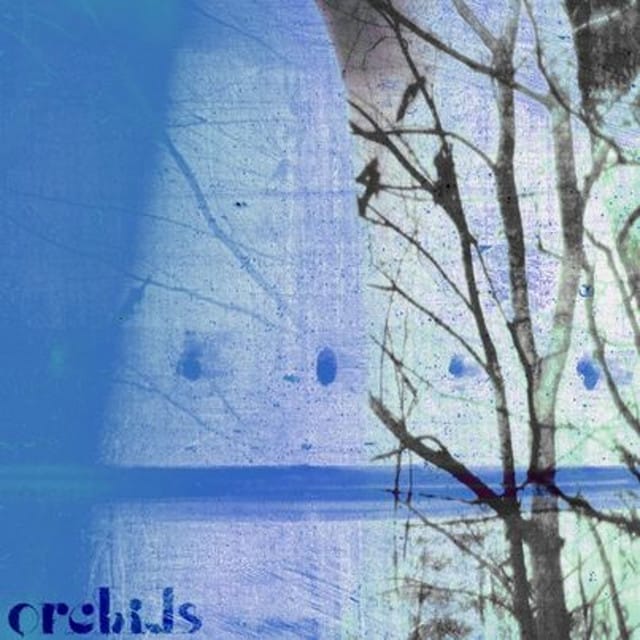 Orchids - Single