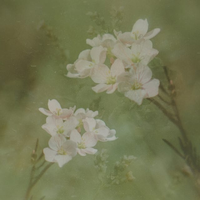 in bloom - Single
