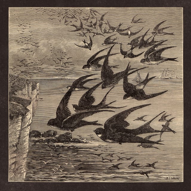 Little Birds - Single