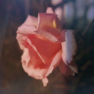 Secret Garden