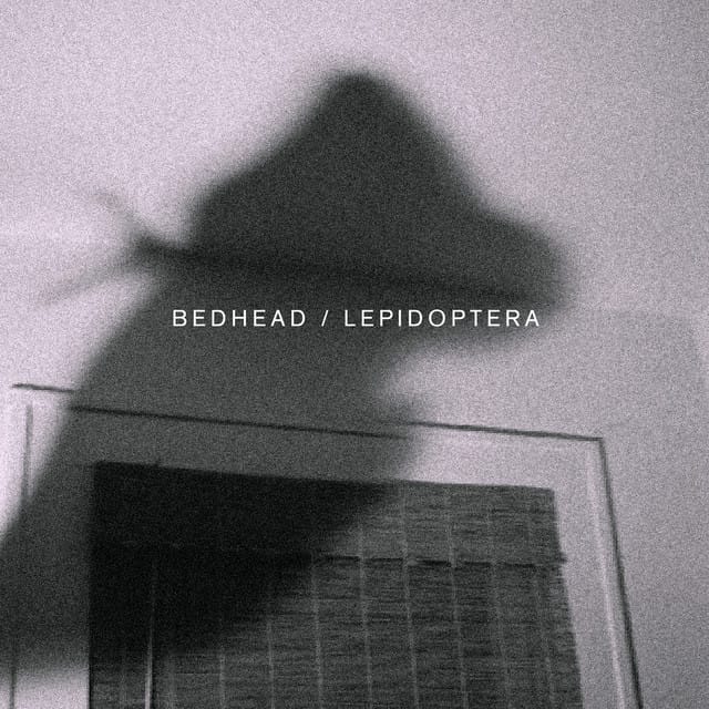 Lepidoptera - Single