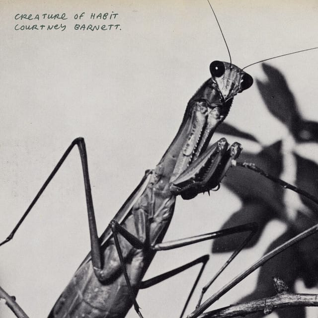 Mantis/Sugar Plum