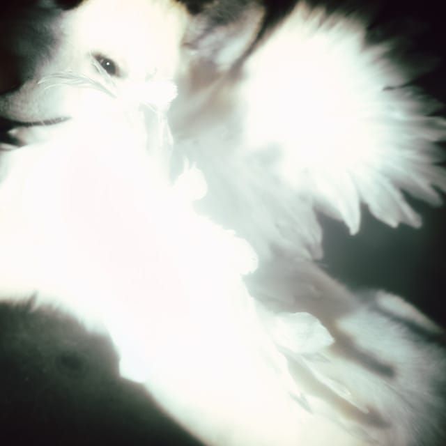 Go Fuck Urself - Single
