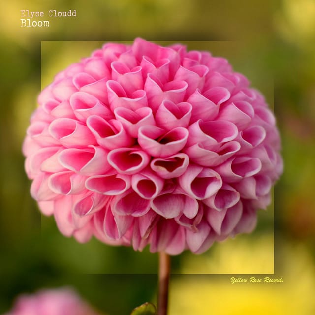 Bloom