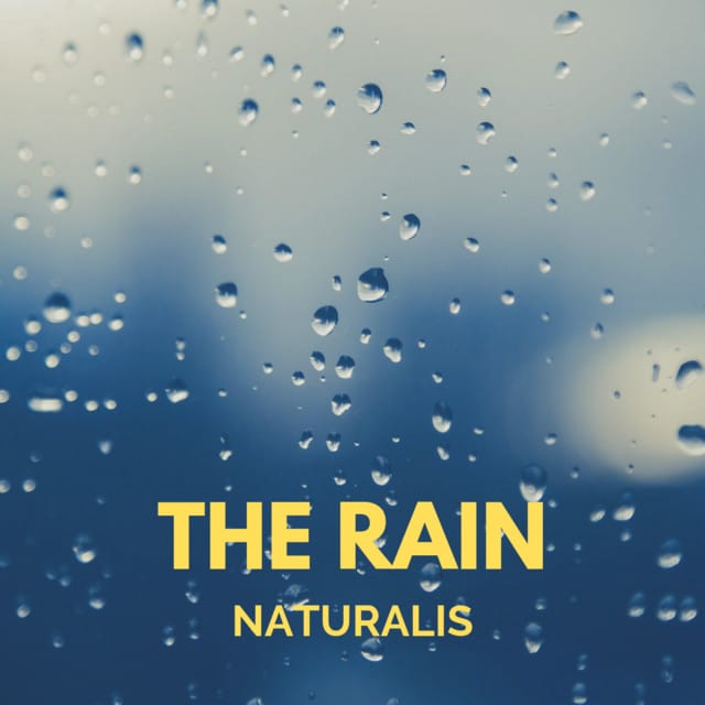 The Rain