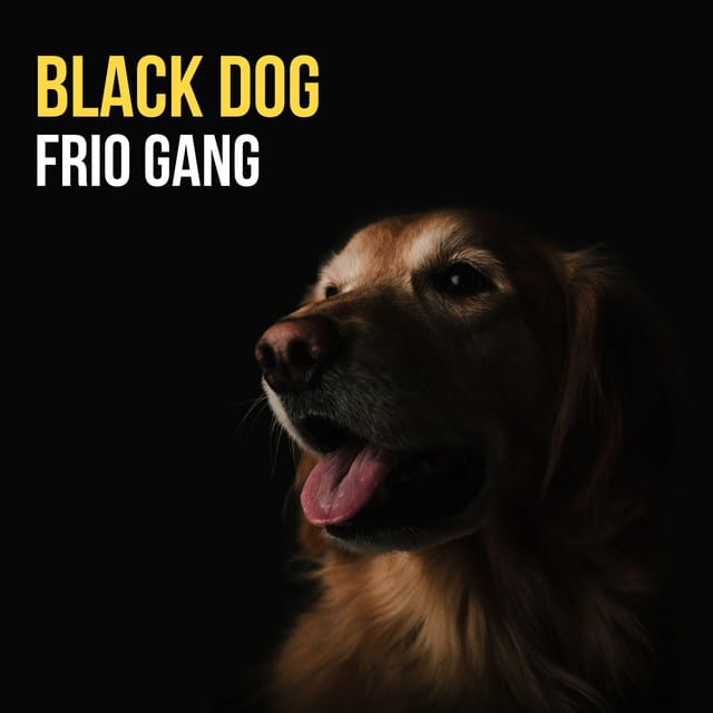 Black dog