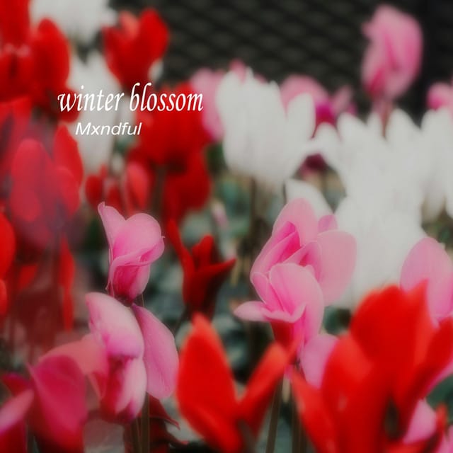 winter blossom - Single