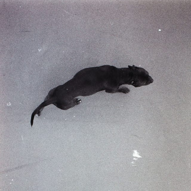 love/guilt - Single