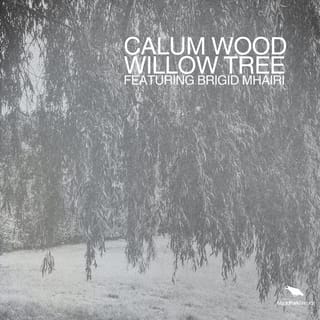 Willow Tree