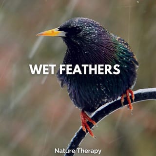 Wet Feathers