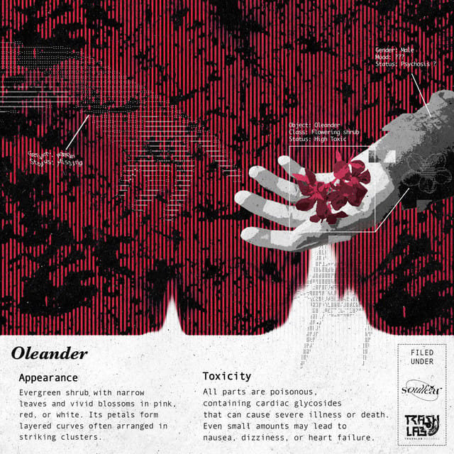 ยี่โถ (Oleander) - Single