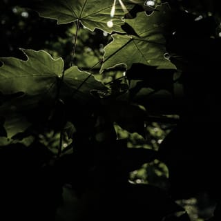 Say Everglow (Piano Version)